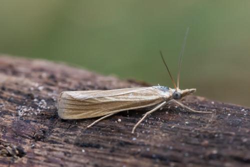 Catoptria lythargyrella